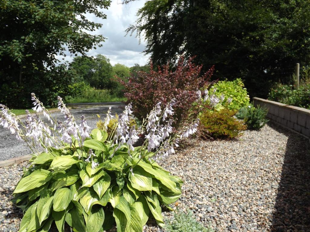 The Laurels Bed & Breakfast Lodge Omagh Exterior foto